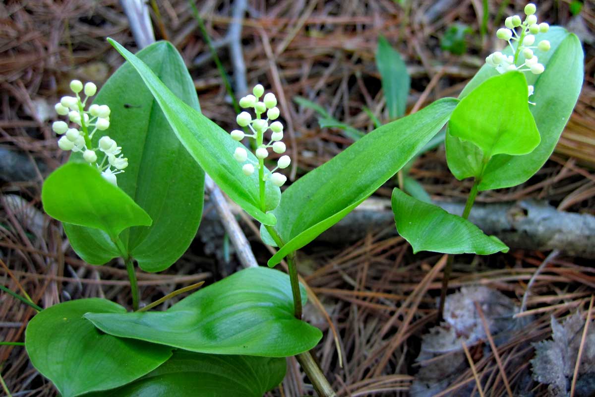 Canada Mayflower, Maianthemum canadense