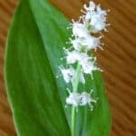 Canada Mayflower - False Lily of the Valley