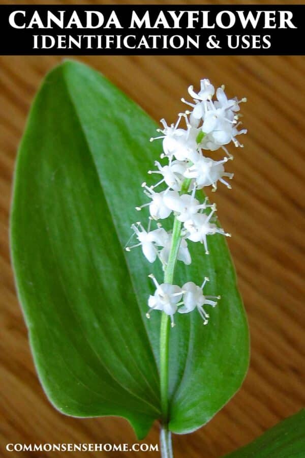 Canada Mayflower - False Lily of the Valley