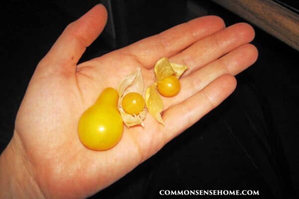 pear tomato and ground cherries in hand