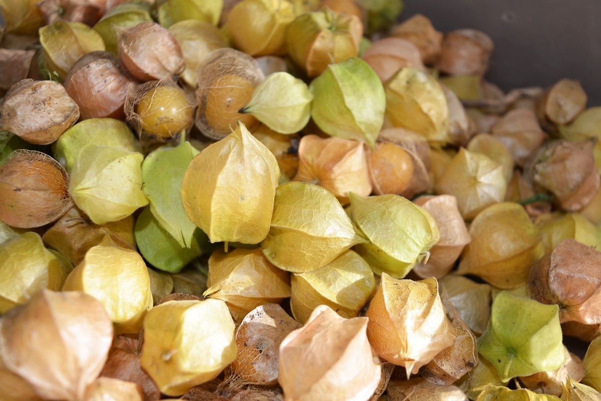 ripe ground cherries in husk