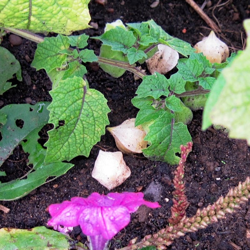 ripe husk tomatoes on ground