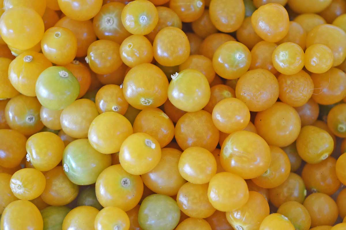 bright yellow ground cherries