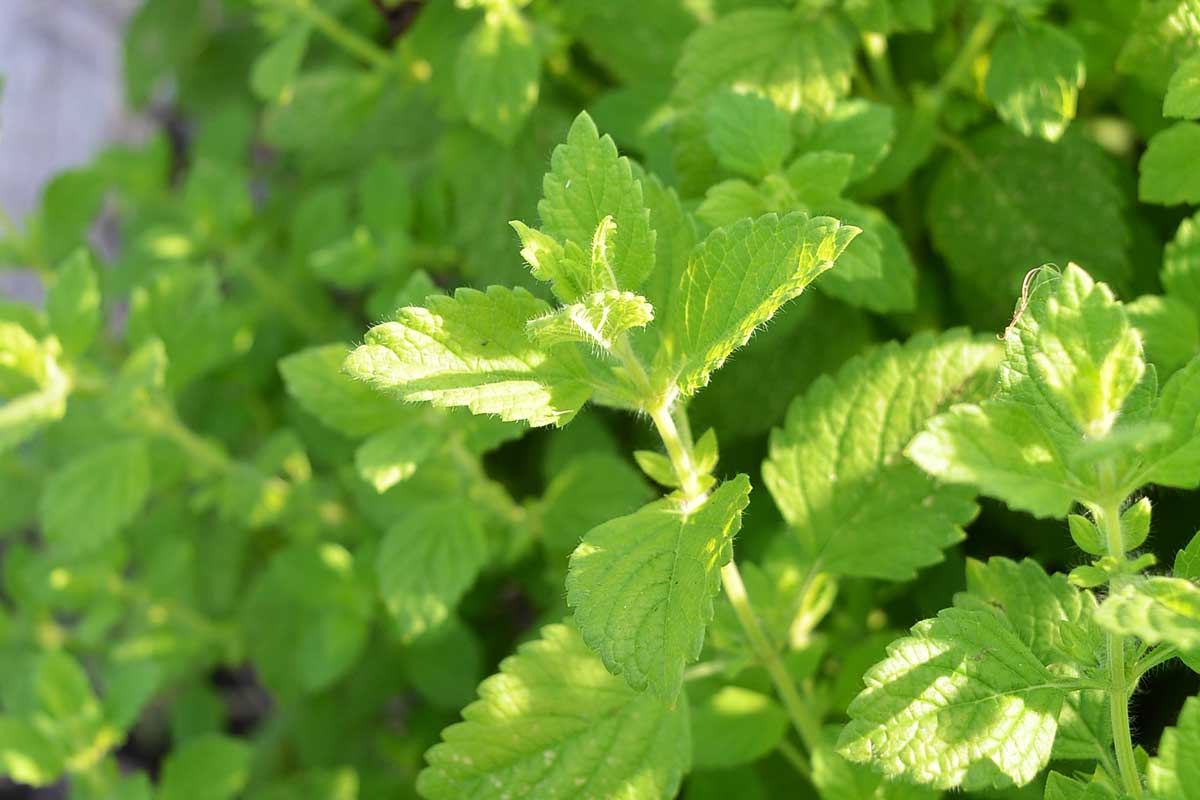 Lemon balm (Melissa officinalis)