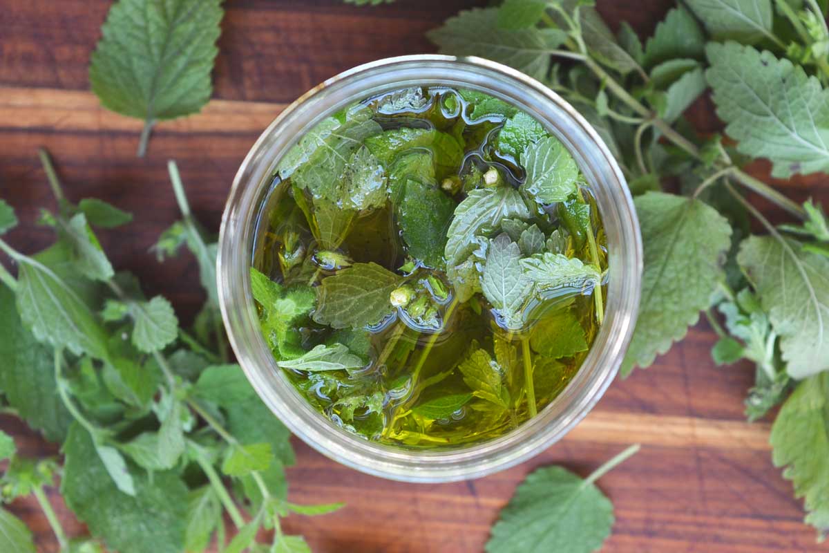 Melissa officinalis in oil for making salve