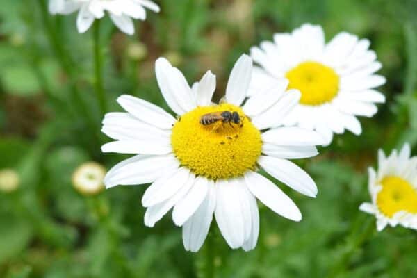 Ox Eye Daisy, Leucanthemum vulgare