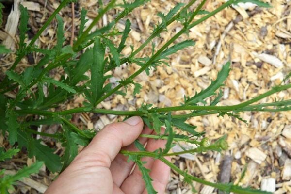 oxeye daisy plant