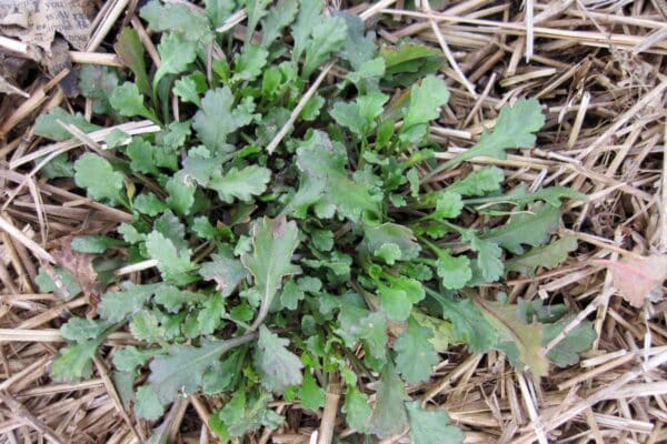 basal rosette of Leucanthemum vulgare