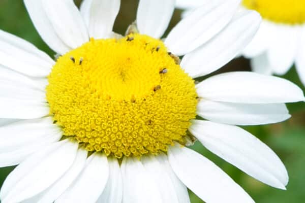 close up of daisy composite flowers