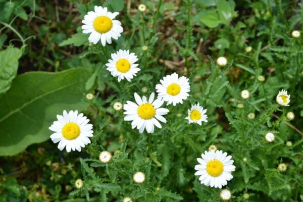 field daisy blossoms