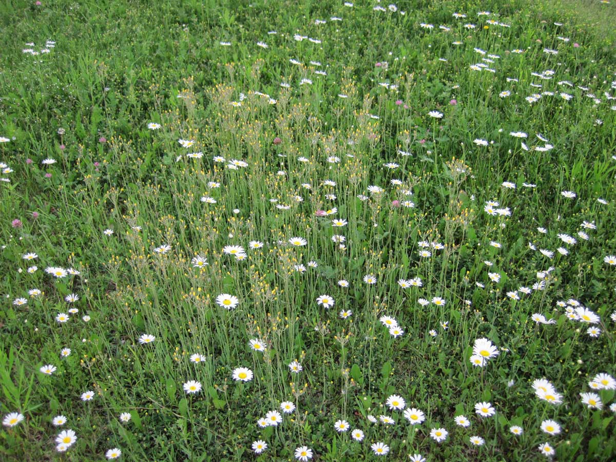 meadow with wild daisies