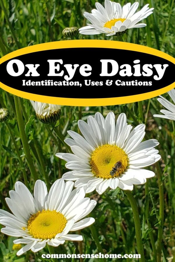 Ox eye Daisy - Identification, Uses & Cautions