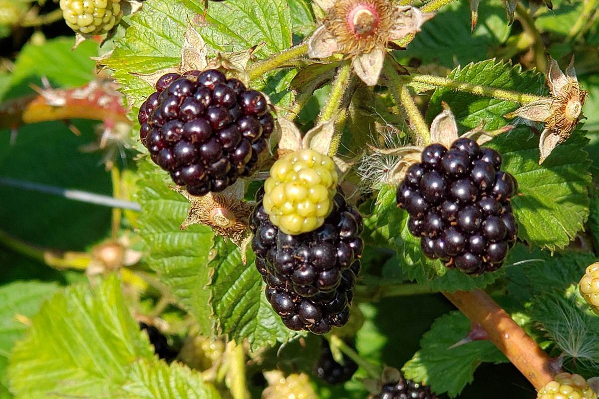 blackberry fruit