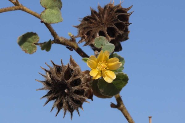 close up of Abutilon theophrasti flower