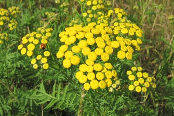 Common Tansy, Tanacetum vulgare