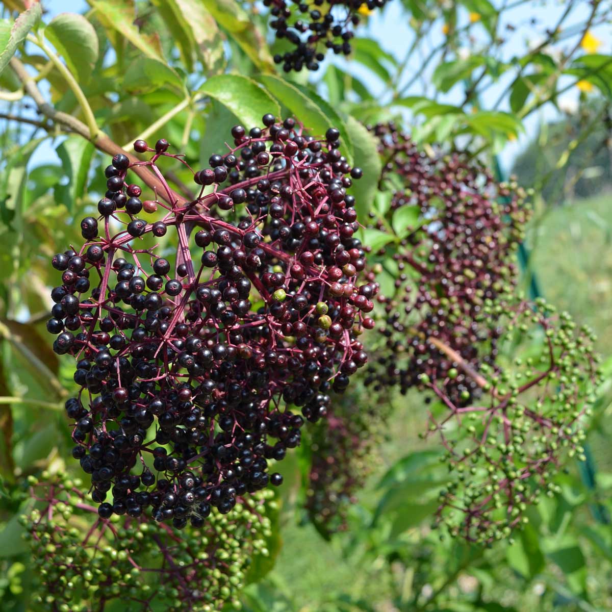 Sambucus canadensis berries