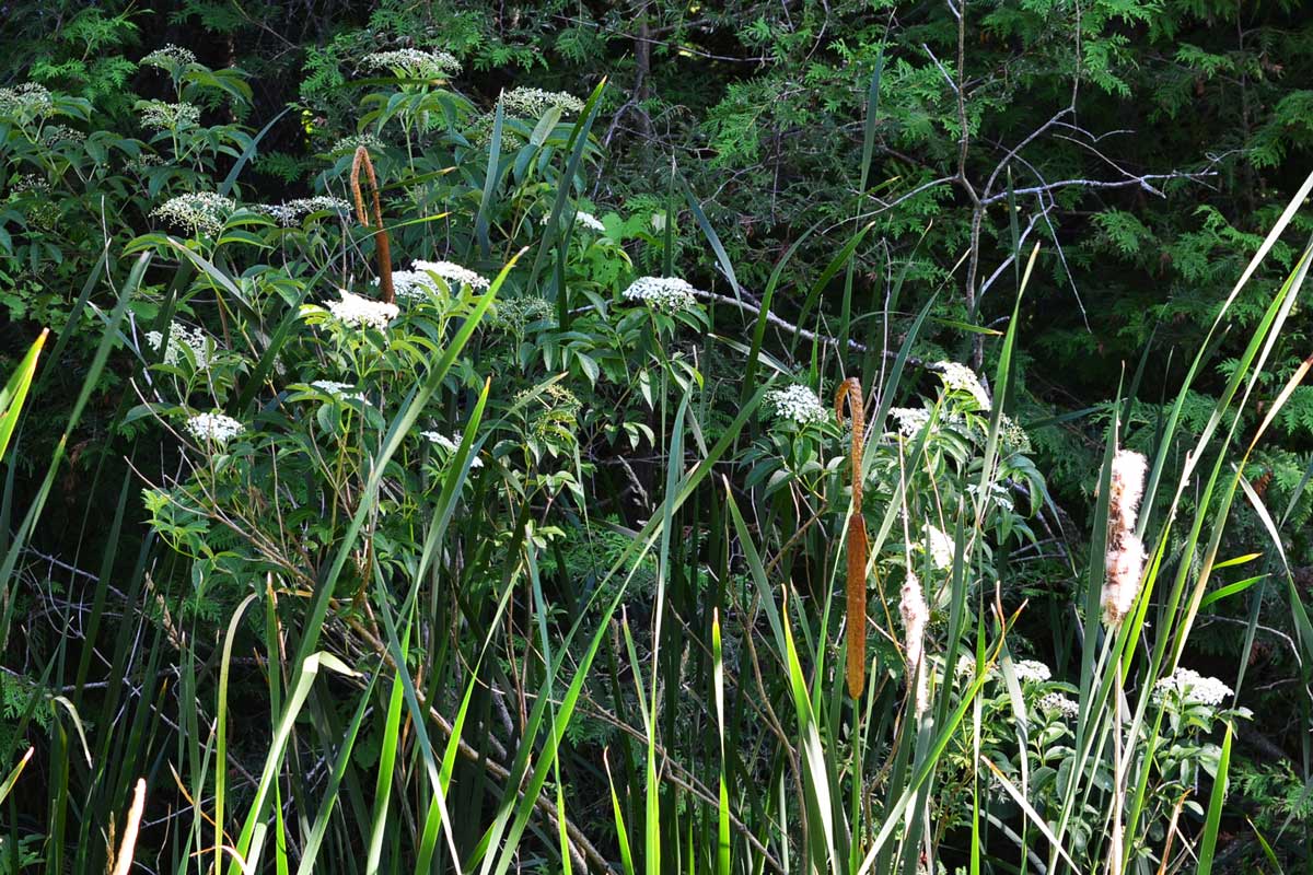 Sambucus canadensis bushes in bloom