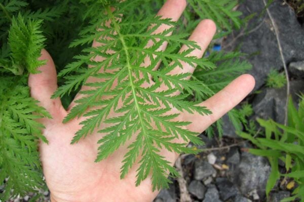 Tanacetum vulgare fernlike leaf