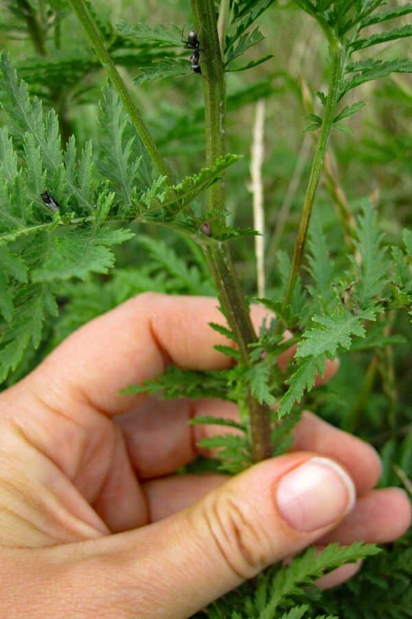 Tanacetum vulgare stem