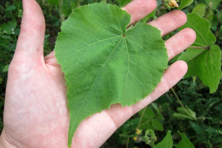 Velvetleaf, Abutilon theophrasti - leaf