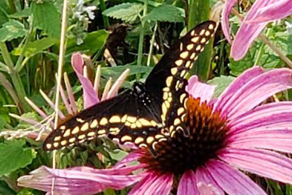 black swallowtail butterfly on echinacea flower