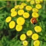 common tansy, natural pest repellent