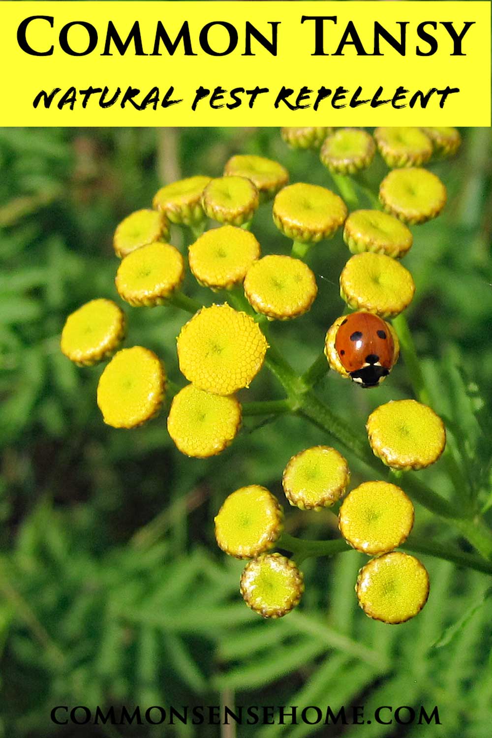 common tansy, natural pest repellent