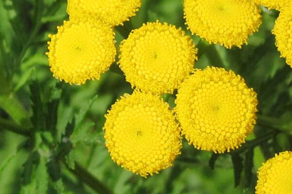 yellow composite flowers of common tansy