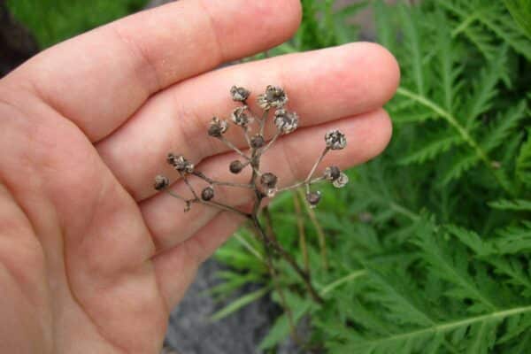 dead flower head of Tanacetum vulgare