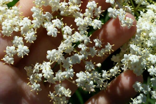 elderflowers closeup