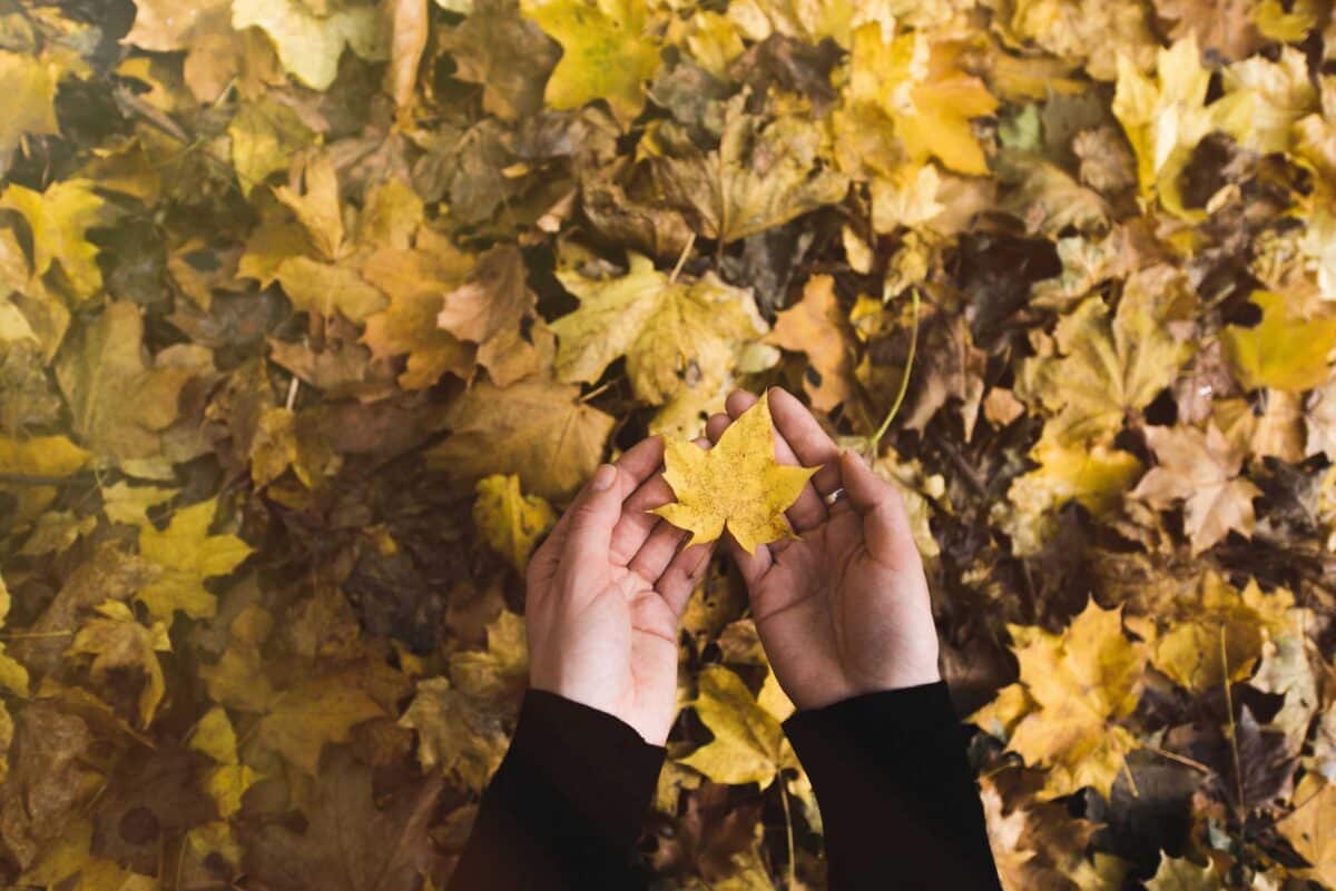 fallen leaves - seasonal depression