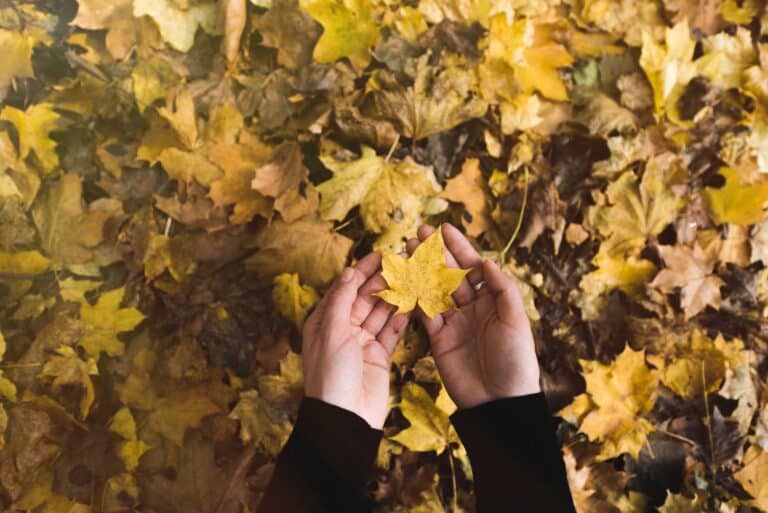 fallen leaves - seasonal depression