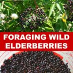 foraging wild elderberries