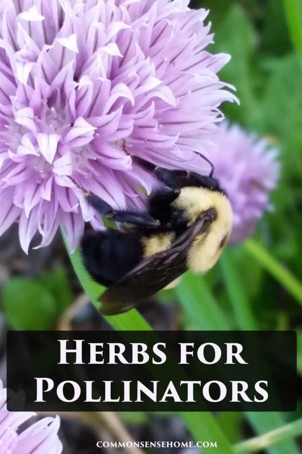 bumblebee on chive blossom