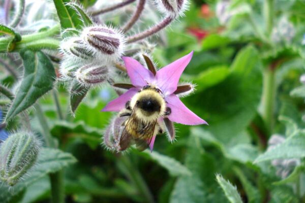 bumblebee on pink borage blossom