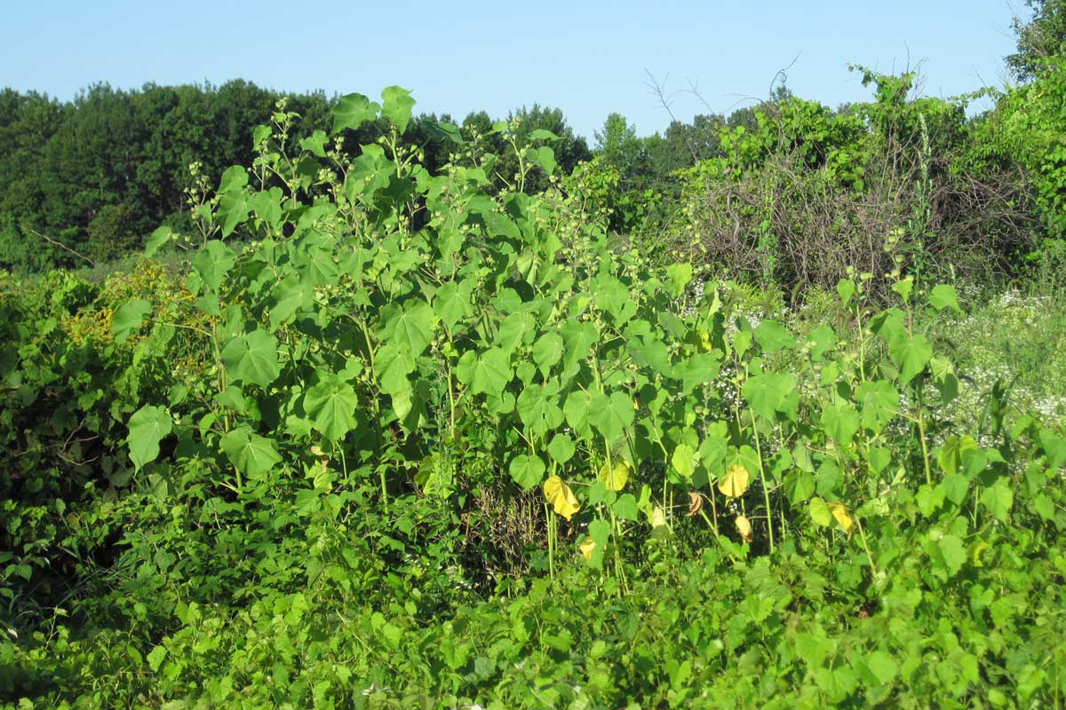 patch of Velvetleaf, Abutilon theophrasti