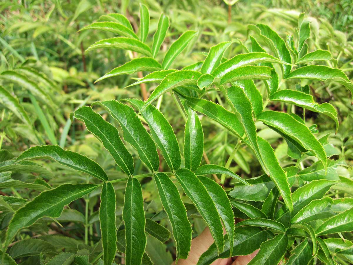 pinnately compound elderberry leaves