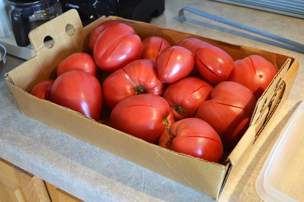 tomatoes for canning