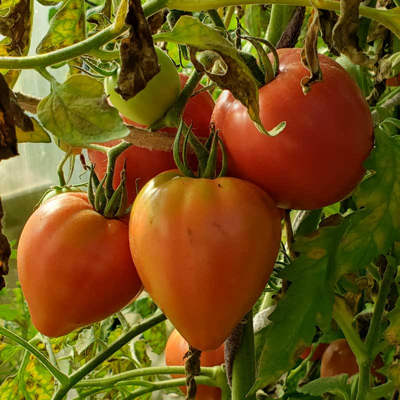 tomatoes on the vine