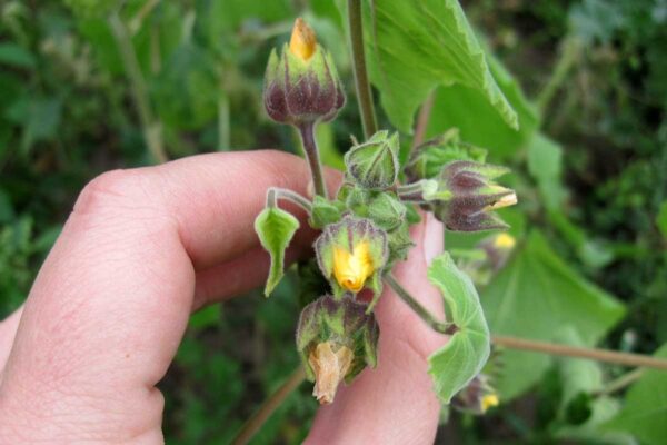 velvetleaf buds