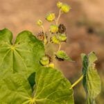 velvetleaf