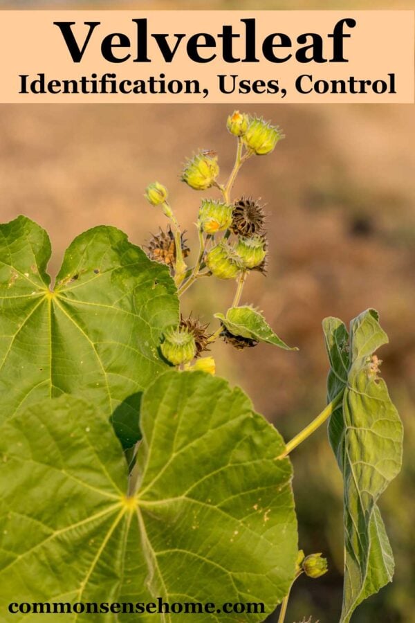 velvetleaf identification, uses and control