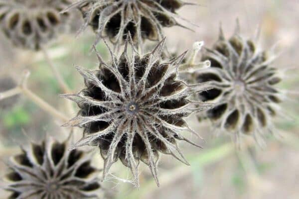 velvetleaf seed pod