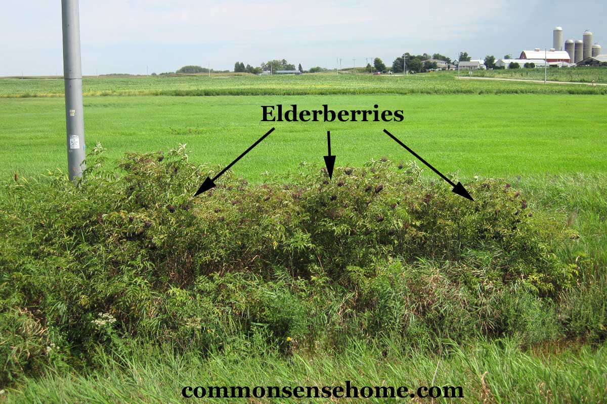 wild elderberry bushes by roadside