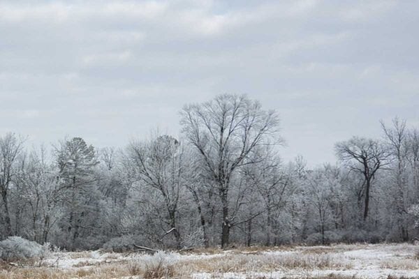 winter landscape