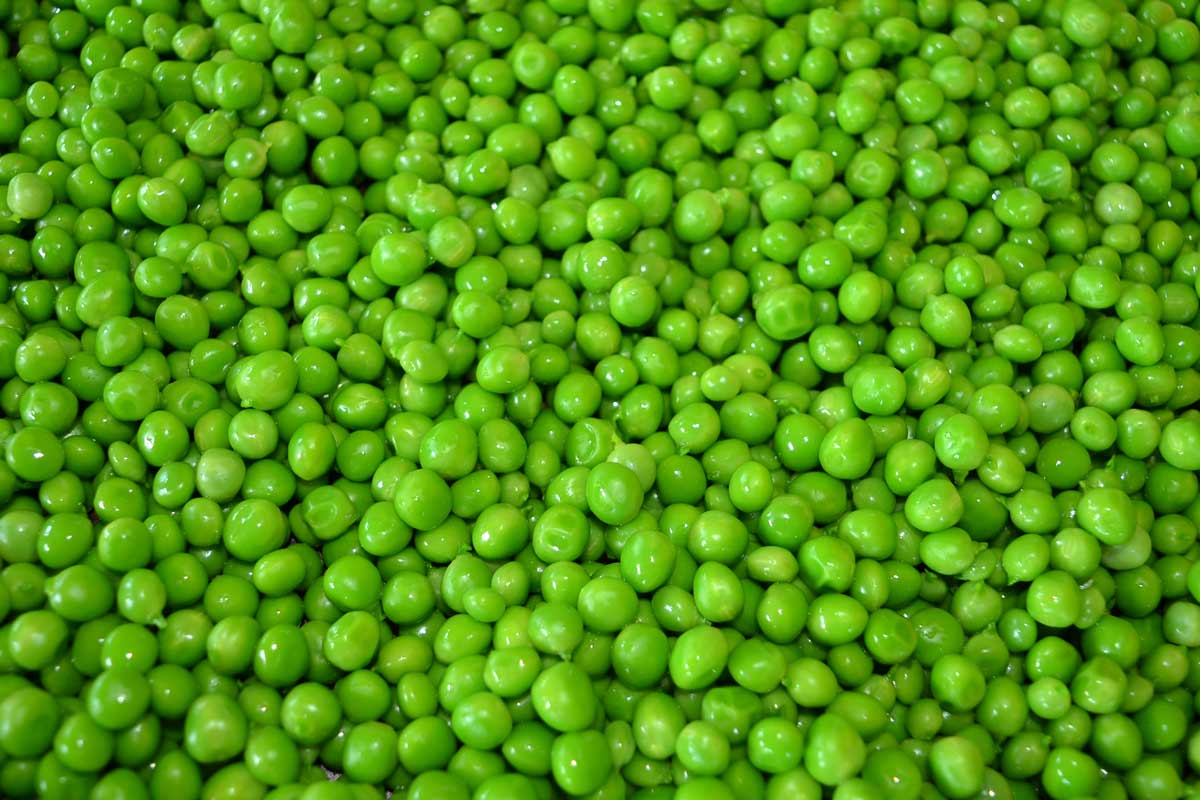 blanched fresh garden peas