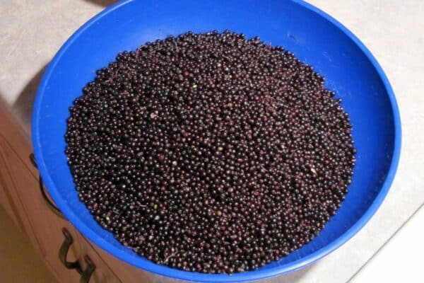 bowl of elderberries - Sambucus canadensis