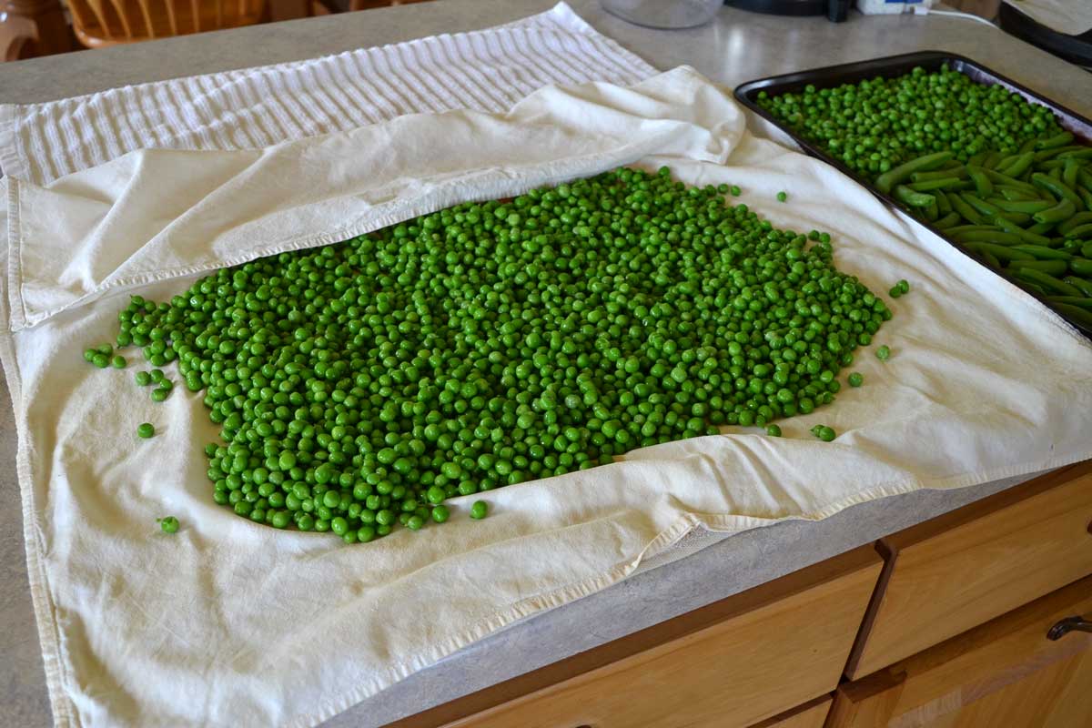 Drying peas on a towel