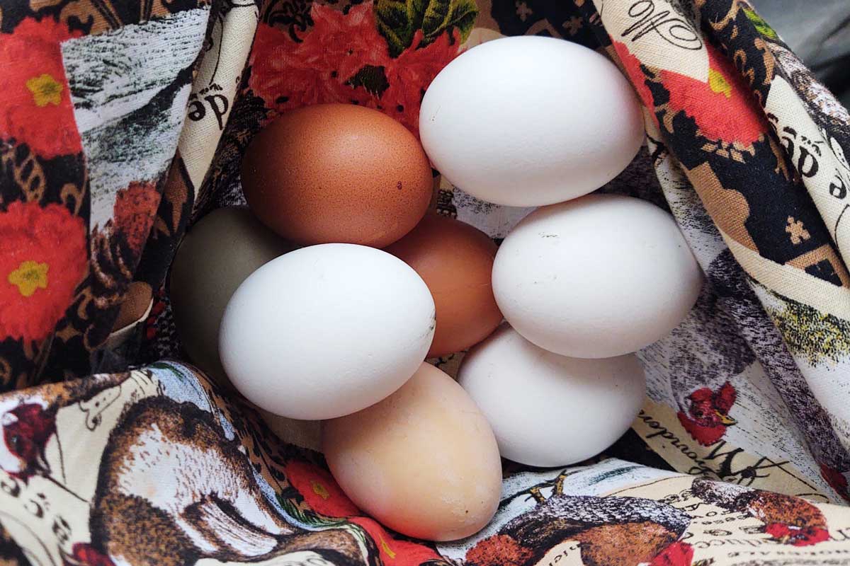 eggs from backyard chickens in an apron