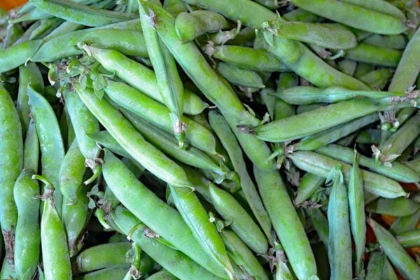 fresh garden peas in the pod